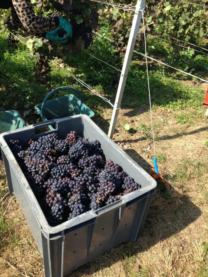 Floressens En Champagne Terrasse Privative Sur Le Vignoble Fleury-la-Riviere Exterior foto